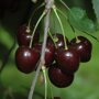 Kersenboom 'Stella' laagstam (zelfbestuivend)